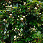 Hayloft Hydrangea Seemannii - Evergreen Climber 1 X 8cm Pot