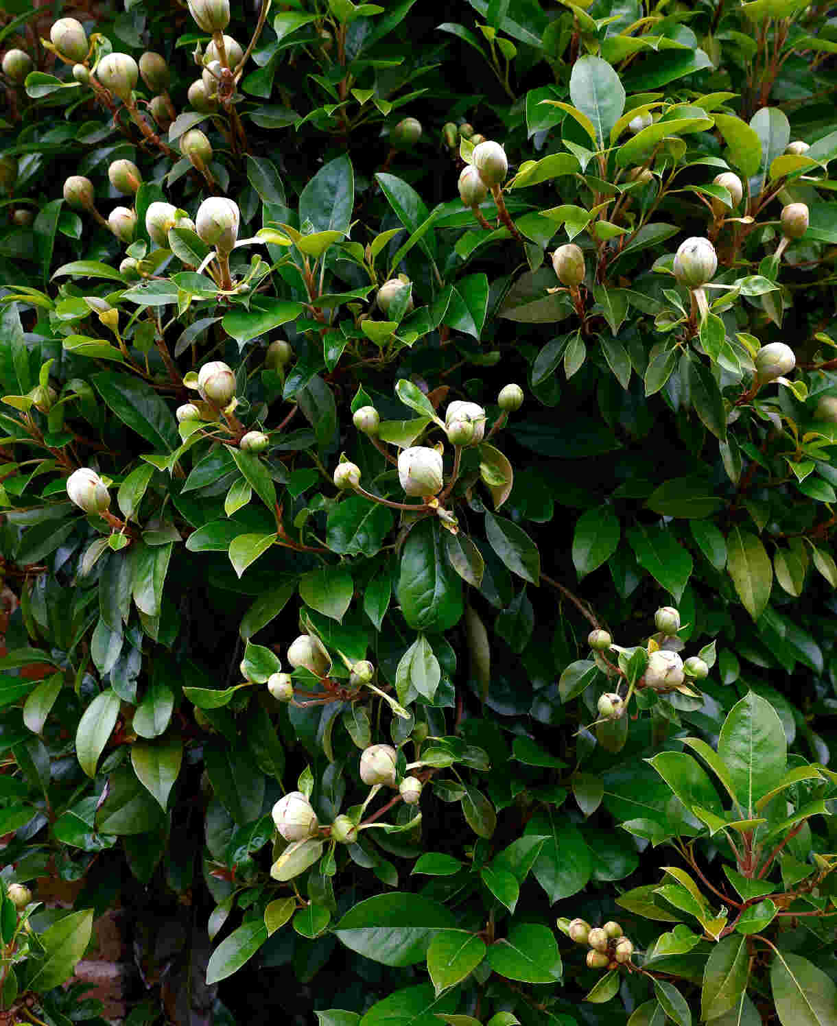 Hayloft Hydrangea Seemannii - Evergreen Climber 1 X 8cm Pot