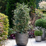 Trachelospermum Star Of Milano 9cm Pot | Set of 3