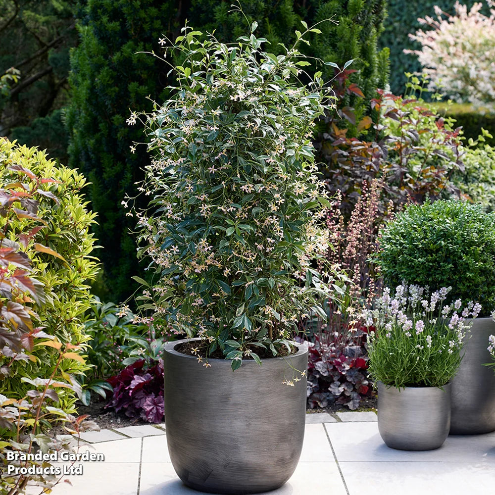 Trachelospermum Star Of Milano 9cm Pot | Set of 3