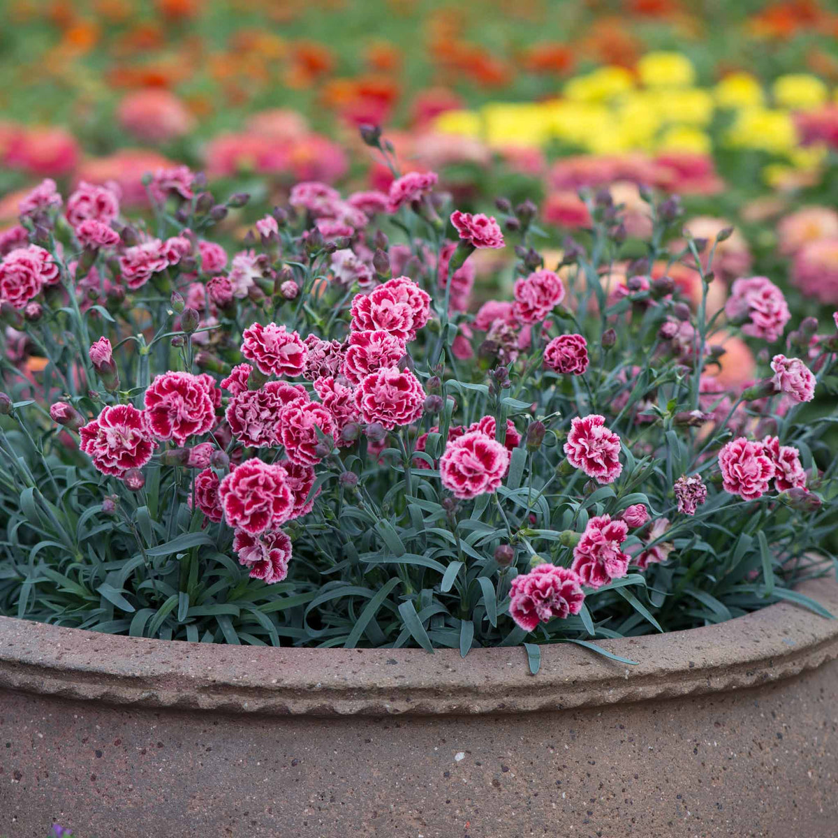 Dianthus 'pinks Scent First Sugar Plum' - Fragrant Compact Perennial Plug Plants | Set of 6 | Pink