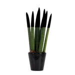 Snake Plant Velvet Touch - Sansevieria Cylindrica - Height 20-40cm - ⌀9cm | Black