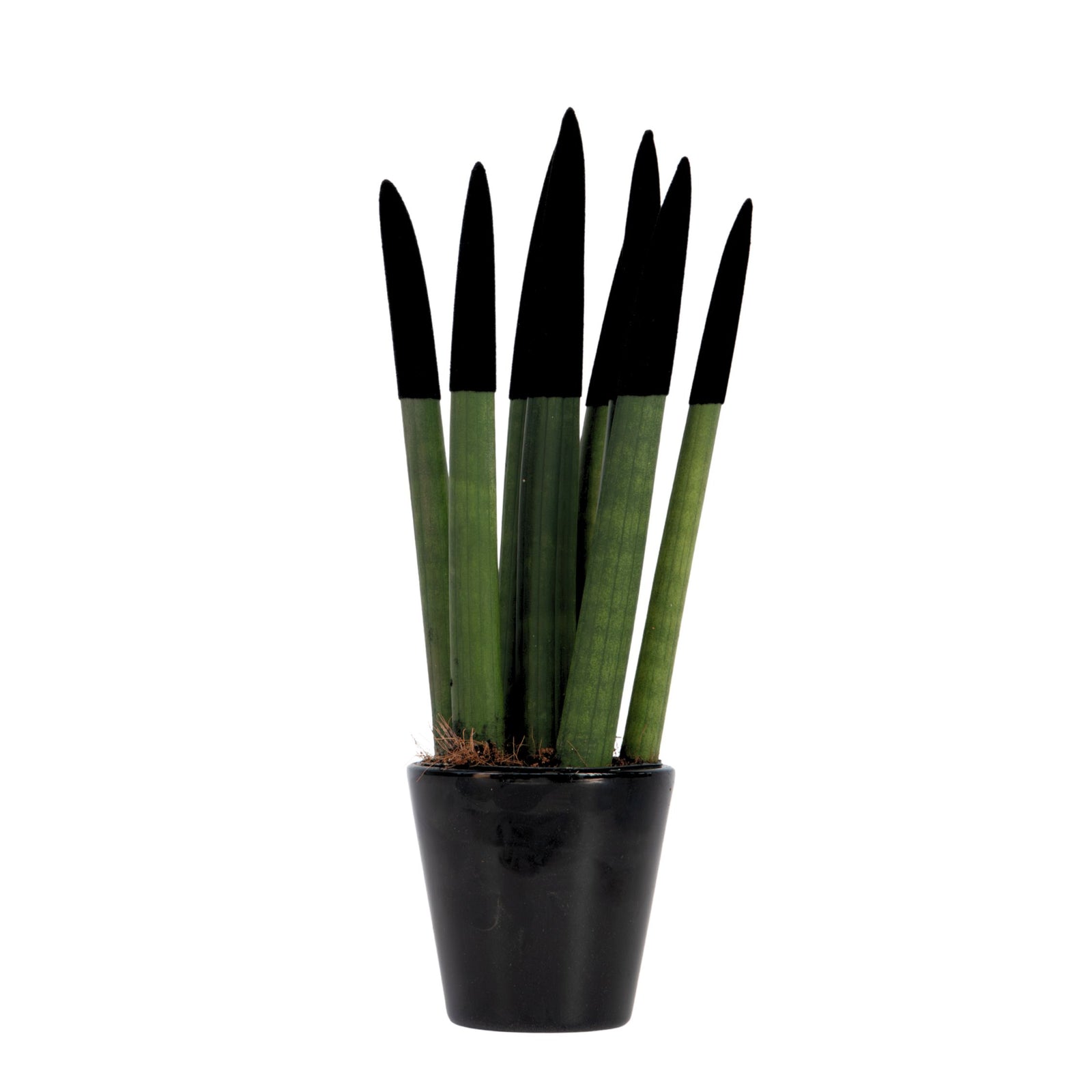 Snake Plant Velvet Touch - Sansevieria Cylindrica - Height 20-40cm - ⌀9cm | Black