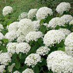 Hydrangea Arborescens Annabelle - 9cm pots | 1 x 9cm | White