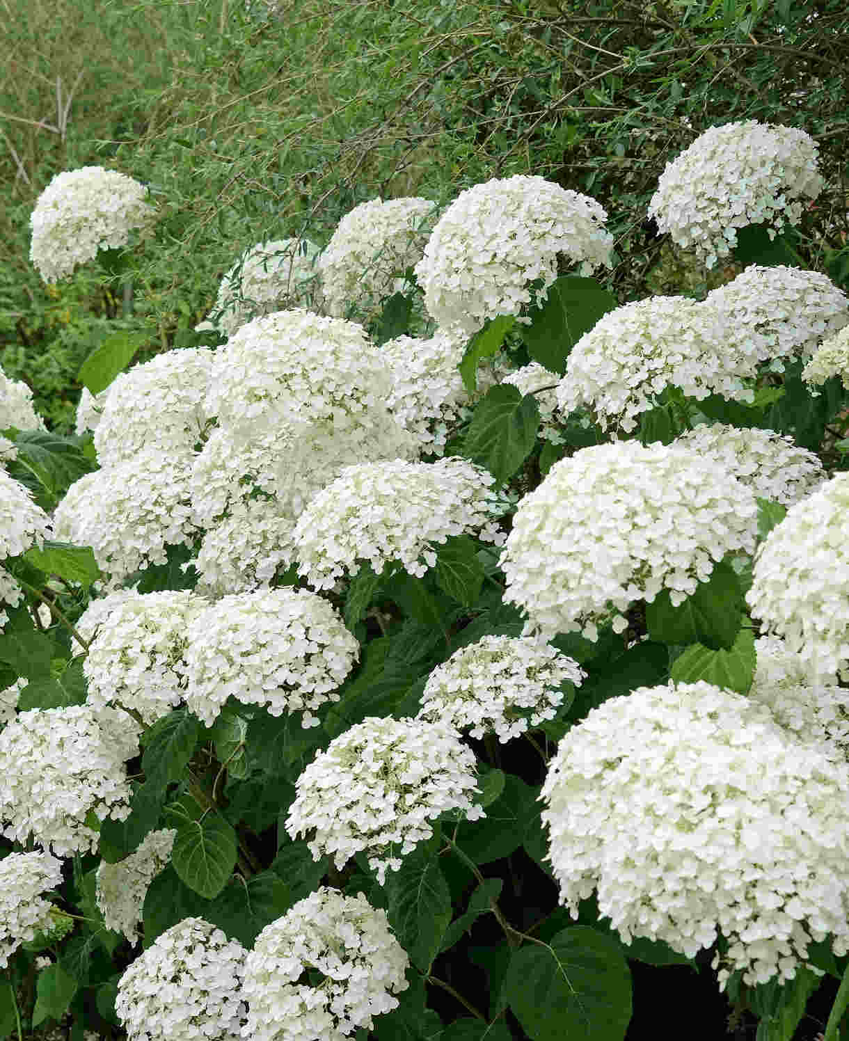 Hydrangea Arborescens Annabelle - 9cm pots | 1 x 9cm | White