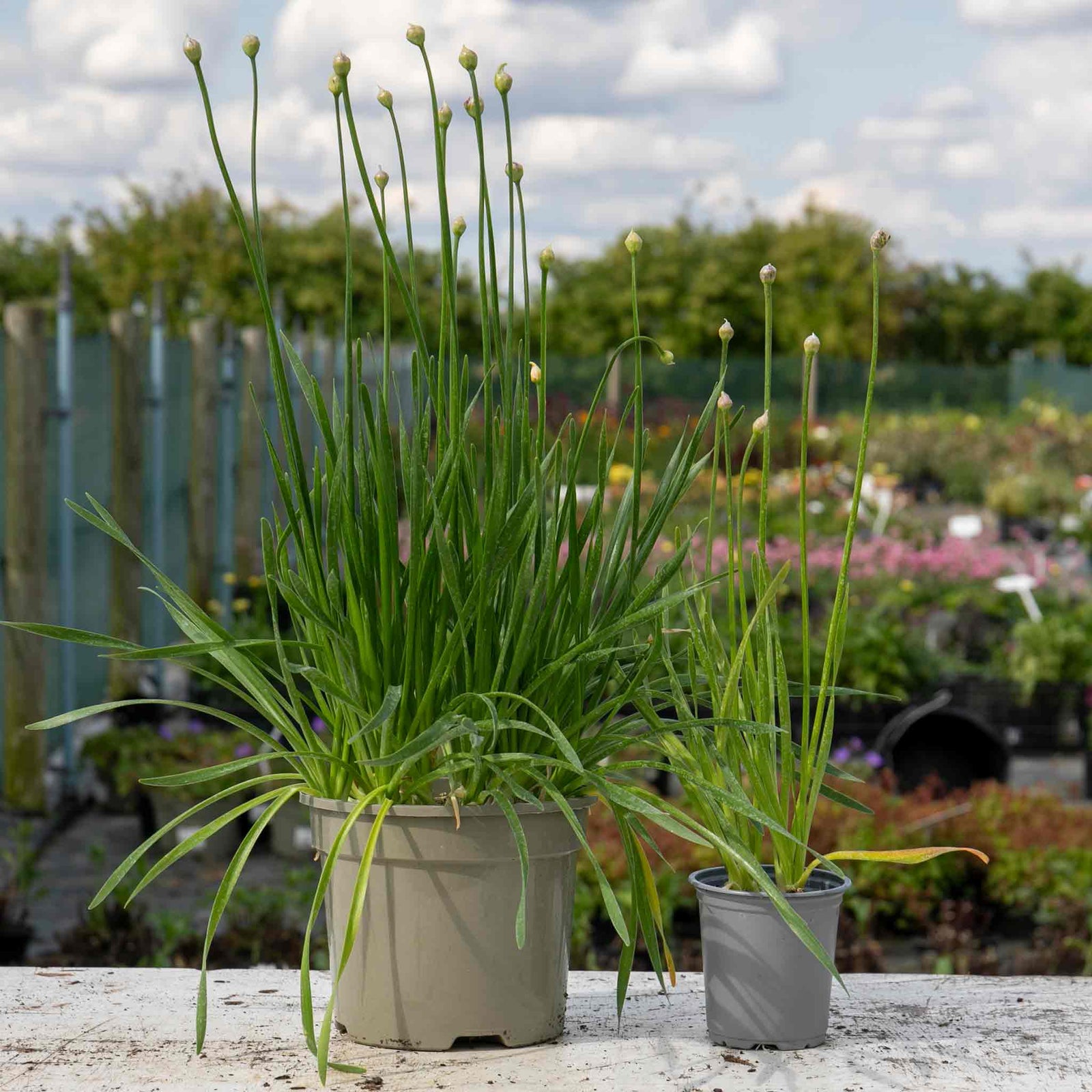 Allium Millennium - Purple Ornamental Onion, 45cm | 1 x 9cm | Pink
