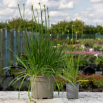 Allium Millennium - Purple Ornamental Onion, 45cm | 3 x 9cm | Purple