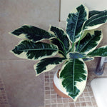 Artificial 40cm Pothos Plant Variegated Shrub With Planter