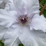 ‘hope And Harmony’ Clematis Collection - 7cm Pots | 3 x 7cm | Multi
