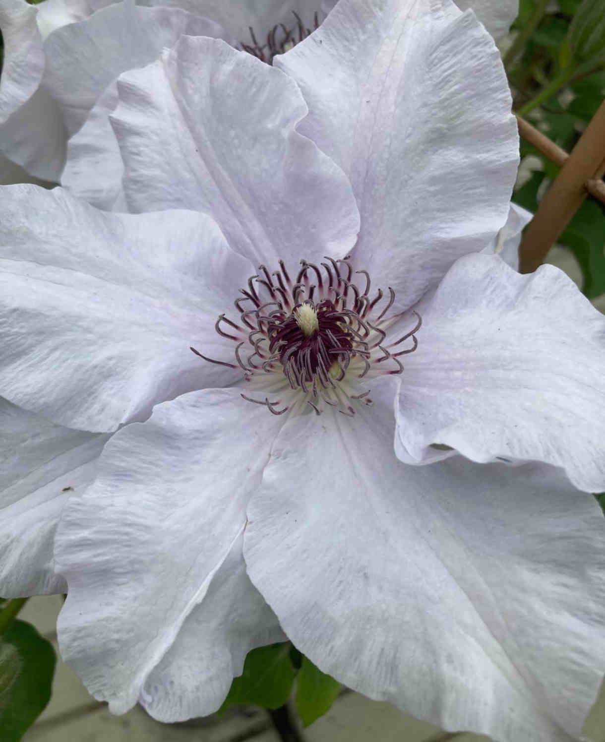 ‘hope And Harmony’ Clematis Collection - 7cm Pots | 3 x 7cm | Multi