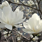Magnolia Stellata Plant 2-3ft Supplied In A 3 Litre Pot