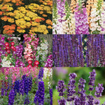 Cottage Garden Selection - 9cm Mixed Perennial Plants, Pollinator-friendly | 6 x 9cm | Multi