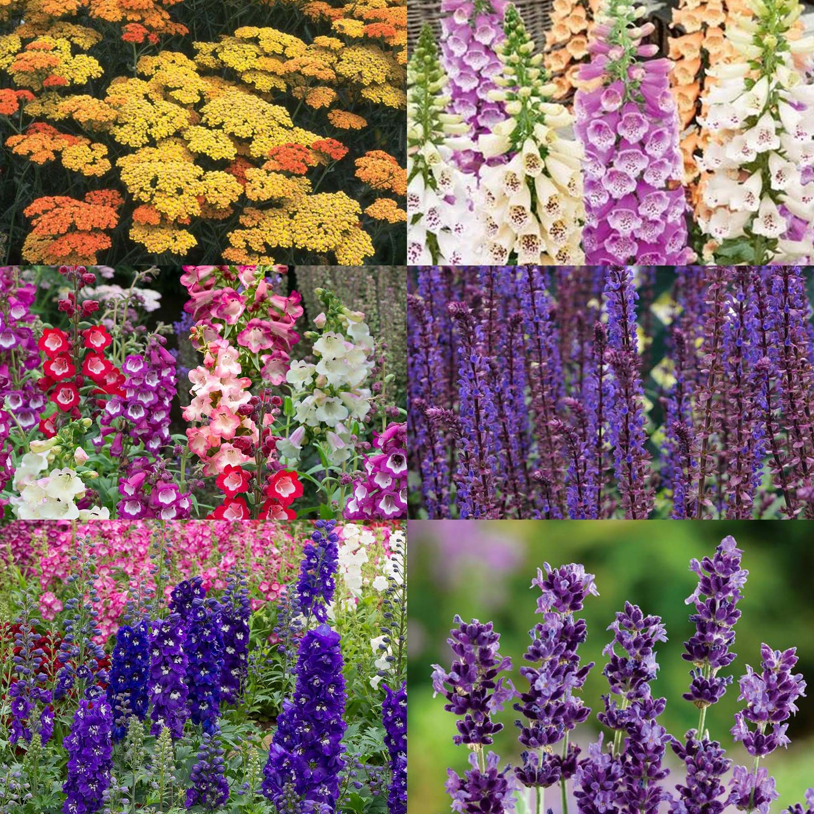 Cottage Garden Selection - 9cm Mixed Perennial Plants, Pollinator-friendly | 6 x 9cm | Multi