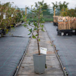 Patio Apple 'cox's Orange Pippin' - Mini Espalier, Bare-root, M26 Rootstock | 1 x 2L | Orange & Yellow
