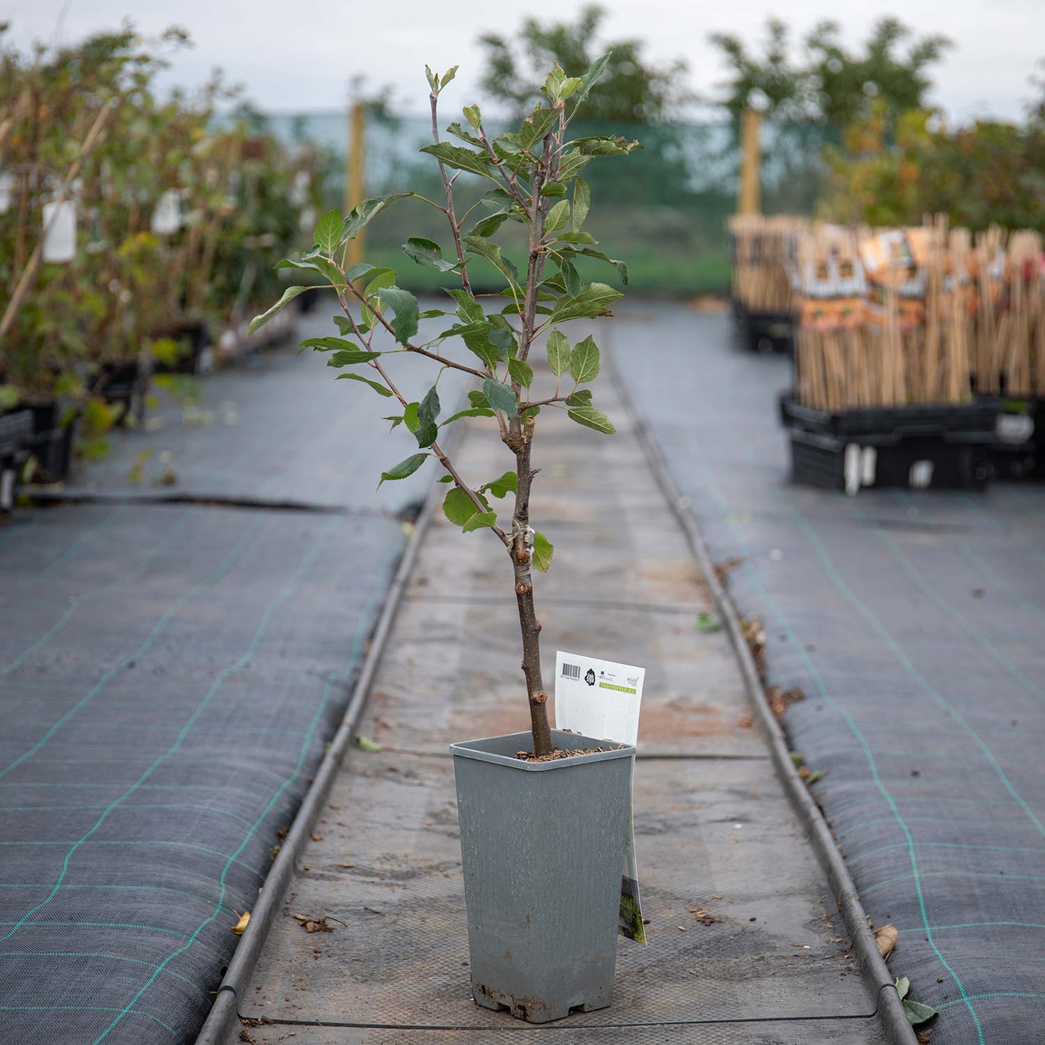 Patio Apple 'cox's Orange Pippin' - Mini Espalier, Bare-root, M26 Rootstock | 1 x 5L | Orange & Yellow