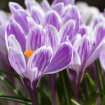 Hayloft Crocus Spring Beauty - 20 x Corms