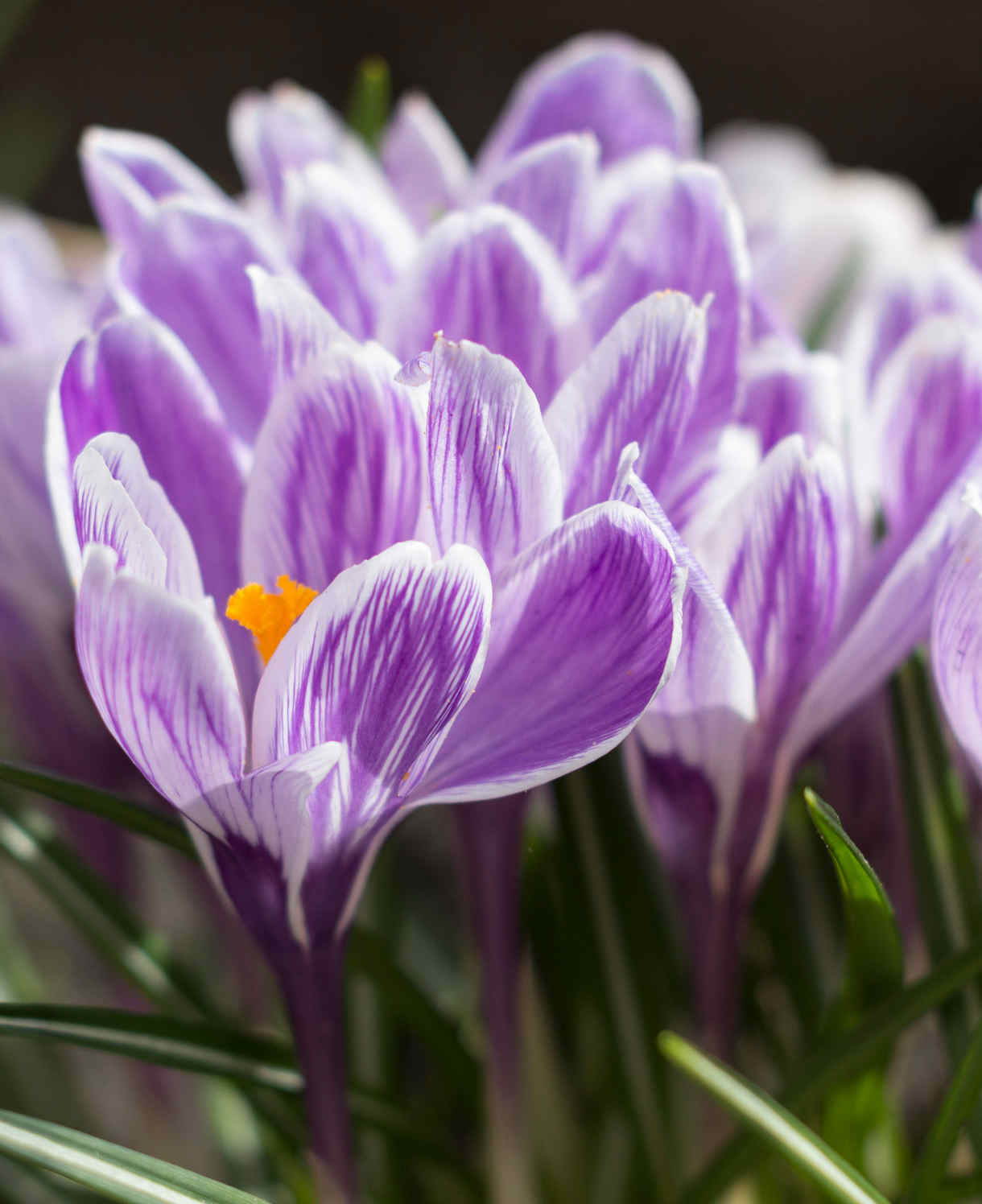 Hayloft Crocus Spring Beauty - 20 x Corms