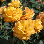 Rose 'golden Delicious' — Deep Yellow Citrus-scented Hybrid Tea | 1 x Bare Root | Yellow