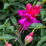 Fuchsia Standard 'winston Churchill' | 1 x 3L | Purple
