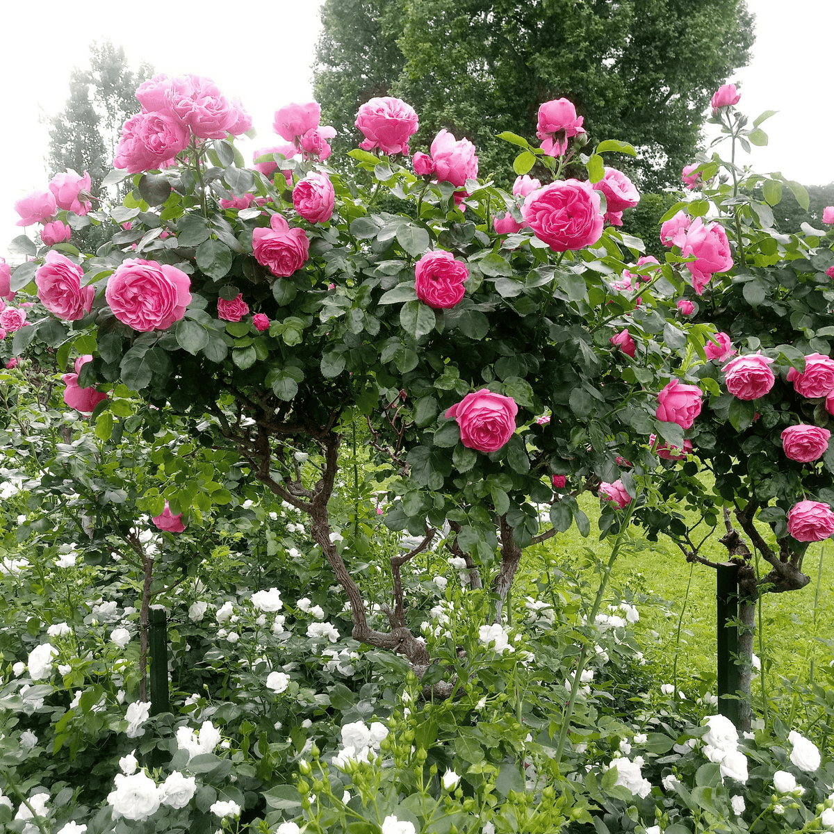 Palace Rose - Height 80-100cm - ⌀19cm | Set of 2 | Pink