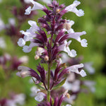 Hayloft Nepeta Grandiflora Dawn To Dusk - 9cm Pots