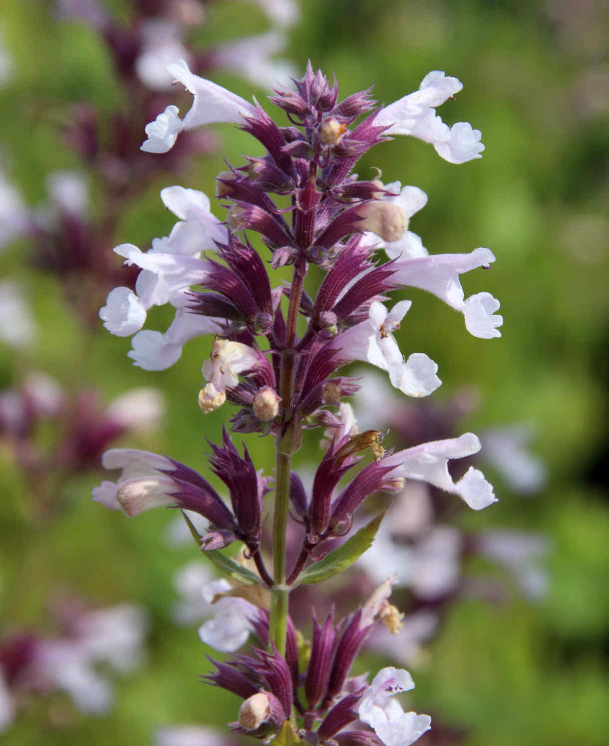 Hayloft Nepeta Grandiflora Dawn To Dusk - 9cm Pots