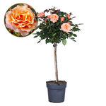 Palace Rose - Height 80-100cm - ⌀19cm | Set of 1 | Orange