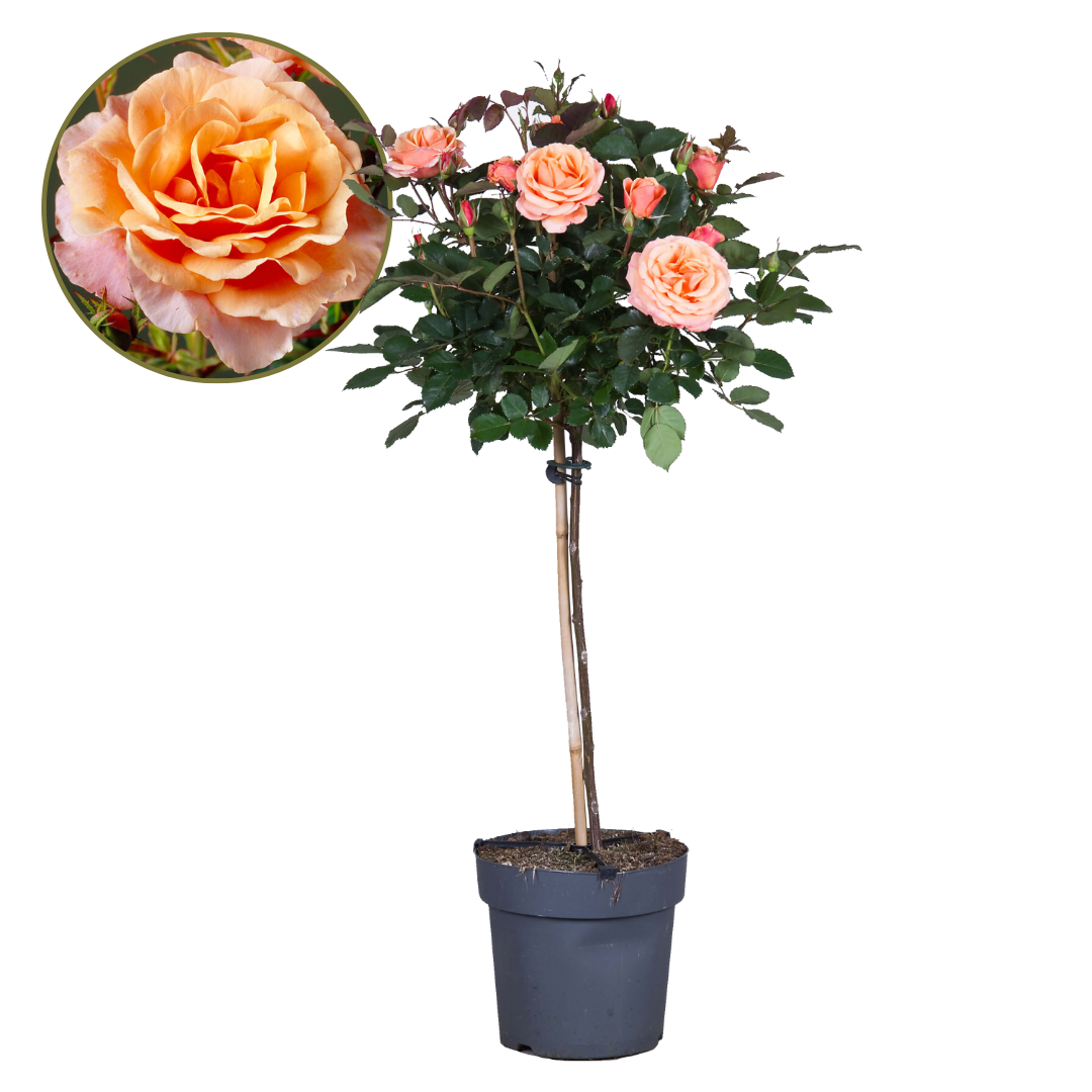 Palace Rose - Height 80-100cm - ⌀19cm | Set of 1 | Orange