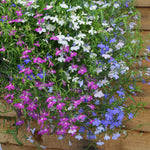 Lobelia Wonderfall Mixed - Trailing Bedding Plant | 20 x Pro Grower Plugs | Multi