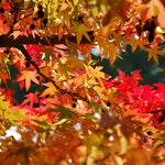 Liquidambar Styraciflua Golden Sun Tree 6ft Tall Supplied In A 12 Litre Pot