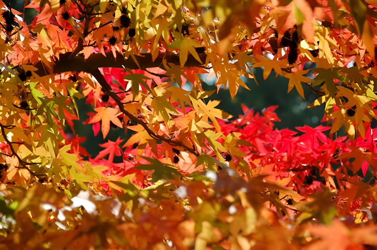 Liquidambar Styraciflua Golden Sun Tree 6ft Tall Supplied In A 12 Litre Pot