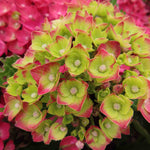 Hydrangea Macrophylla 'rebellion Choco Love' - 12cm Pots | Set-of-1 | Red
