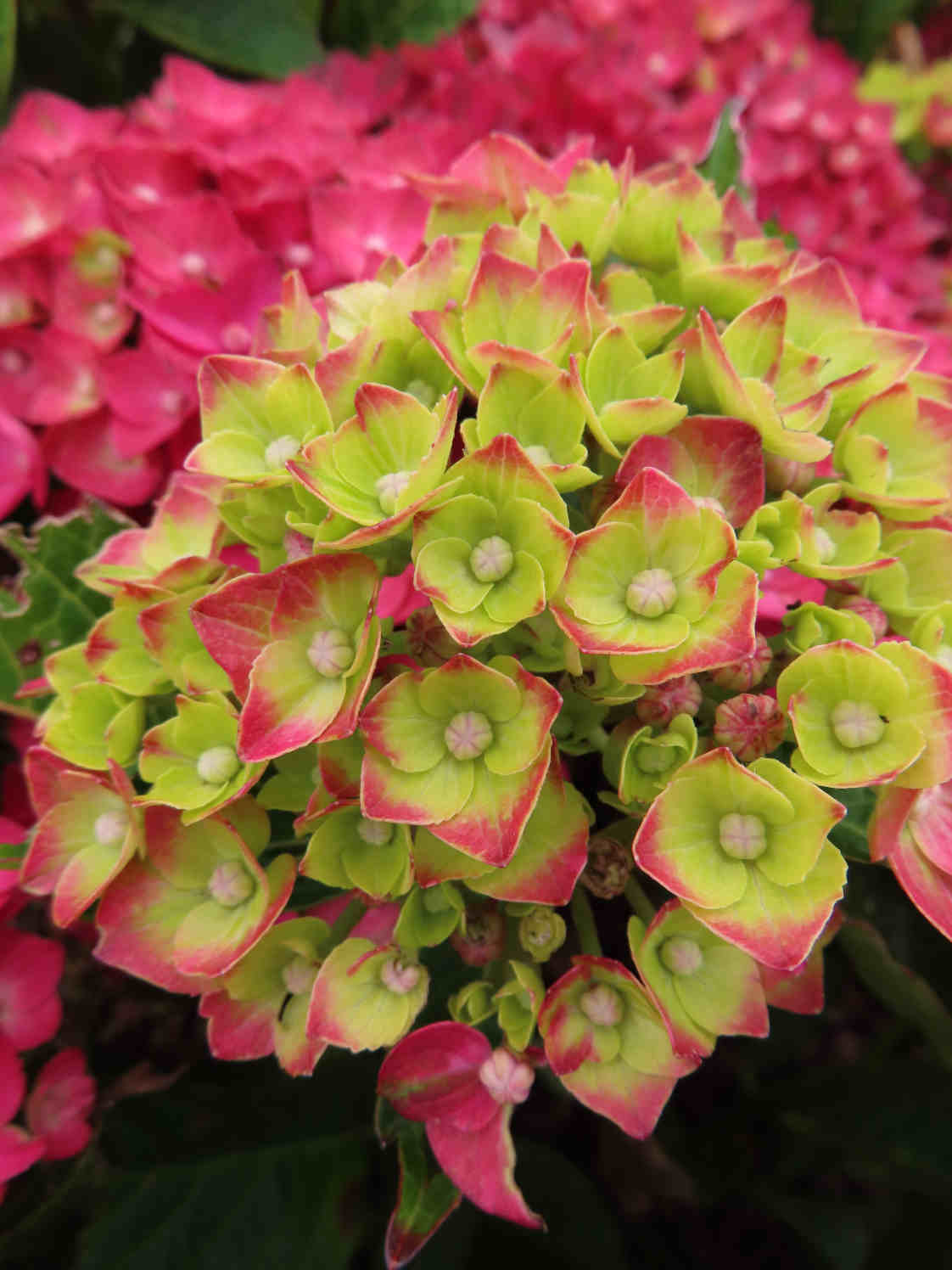 Hydrangea Macrophylla 'rebellion Choco Love' - 12cm Pots | Set-of-1 | Red