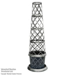 Thompson & Morgan 2 X Clematis Mochi 9cm Pot + Black/gold Tower Pot X 1