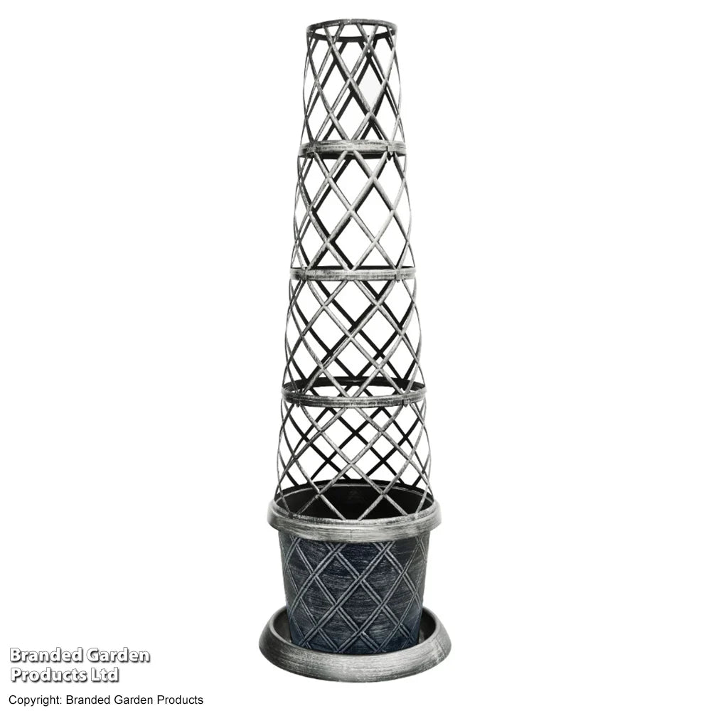 Thompson & Morgan 2 X Clematis Mochi 9cm Pot + Black/gold Tower Pot X 1