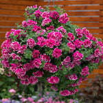 Petunia Tumbelina Anna - Double Rose-pink Trailing Petunia | 6 x Plug Plants | Multi