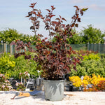 Physocarpus 'lady In Red' Hardy Red-foliage Shrub 150 Cm | 1 x 9cm