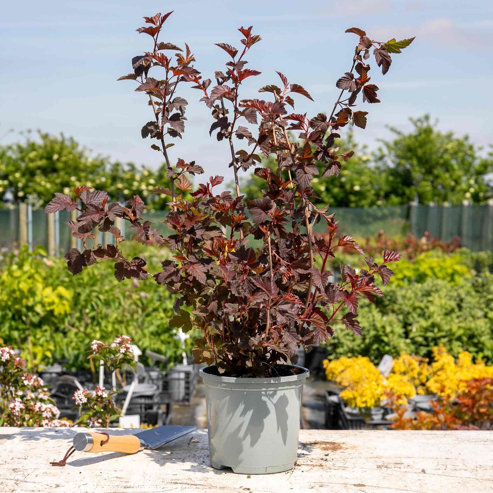 Physocarpus 'lady In Red' Hardy Red-foliage Shrub 150 Cm | 1 x 9cm