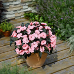 Busy Lizzie 'clockwork' Plant Collection - 6 Or 12 Plug Plants | Set of 6 | Pink