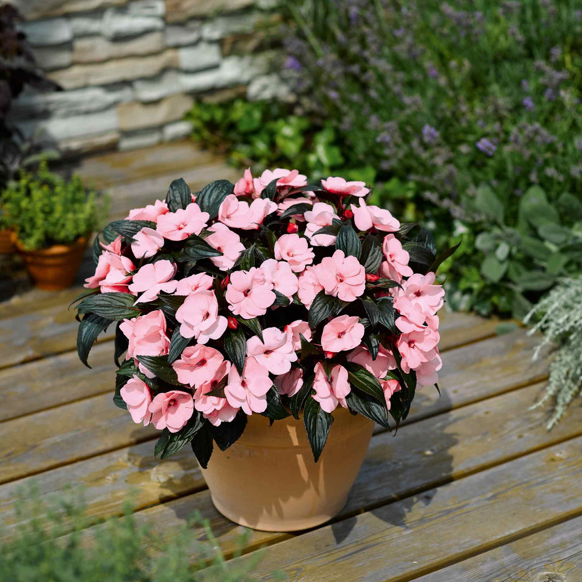 Busy Lizzie 'clockwork' Plant Collection - 6 Or 12 Plug Plants | Set of 6 | Pink