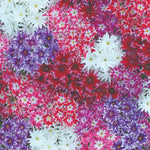 Phlox Pop Stars Mixed Hardy Annual Garden Ready Plants For Borders And Containers | 12 x Garden Ready Plants