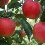 Apple Worcester Pearmain Fruit Tree 6ft Tall Supplied In A 12 Litre Pot