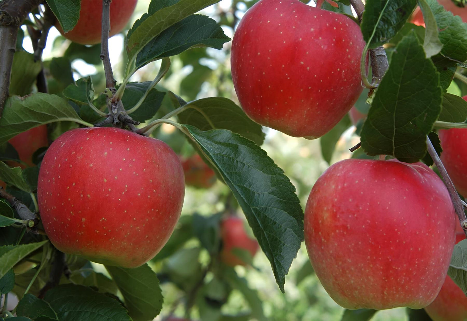 Apple Worcester Pearmain Fruit Tree 6ft Tall Supplied In A 12 Litre Pot