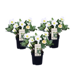 Christmas Rose - Helleborus Niger 'mont Blanc' - Height 20-30cm - ⌀12cm | Set of 3 | White