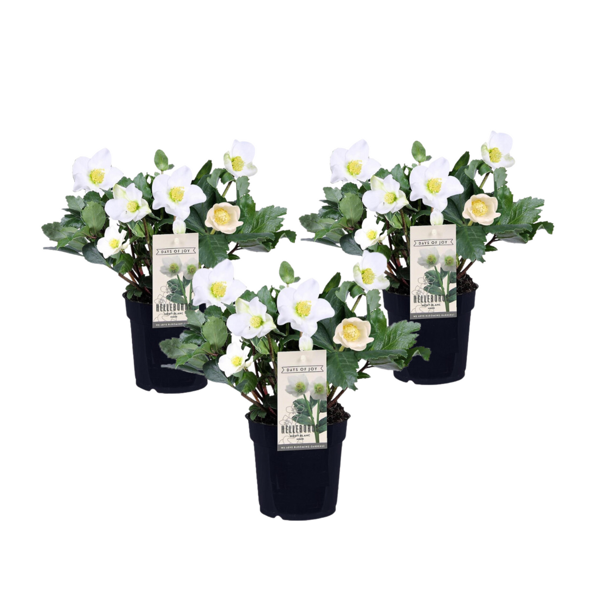 Christmas Rose - Helleborus Niger 'mont Blanc' - Height 20-30cm - ⌀12cm | Set of 3 | White