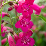 Penstemon 'garnet' Hardy Perennial, Pollinator-friendly | 1 x 2L