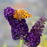 Buddleja Davidii 'black Knight' Butterfly Bush | 1 x 9cm | Purple