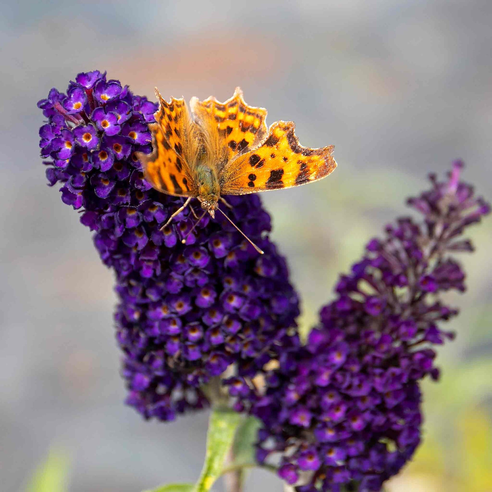 Buddleja Davidii 'black Knight' Butterfly Bush | 1 x 9cm | Purple