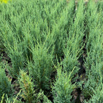 Direct Plants 5x Large Juniperus Skyrocket Trees Rocky Mountain Juniper Conifer 2ft Tall In A 3 Litre Pots