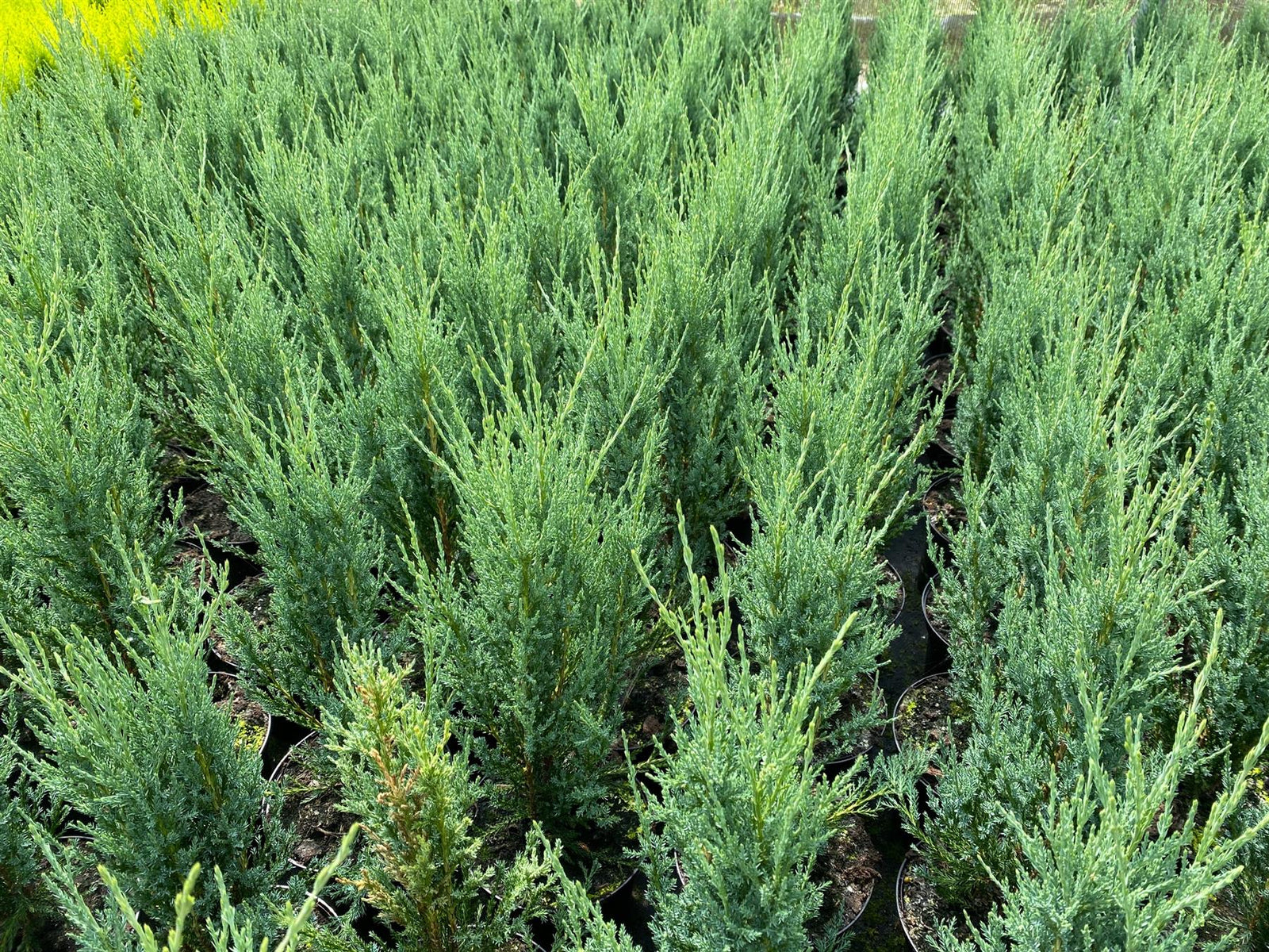 Direct Plants 5x Large Juniperus Skyrocket Trees Rocky Mountain Juniper Conifer 2ft Tall In A 3 Litre Pots